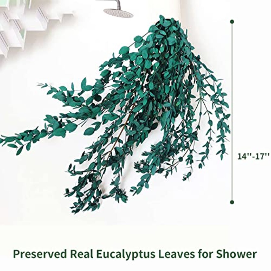 Gedroogde eucalyptusbladeren,  - Eucalyptus Preserved recensie en prijs