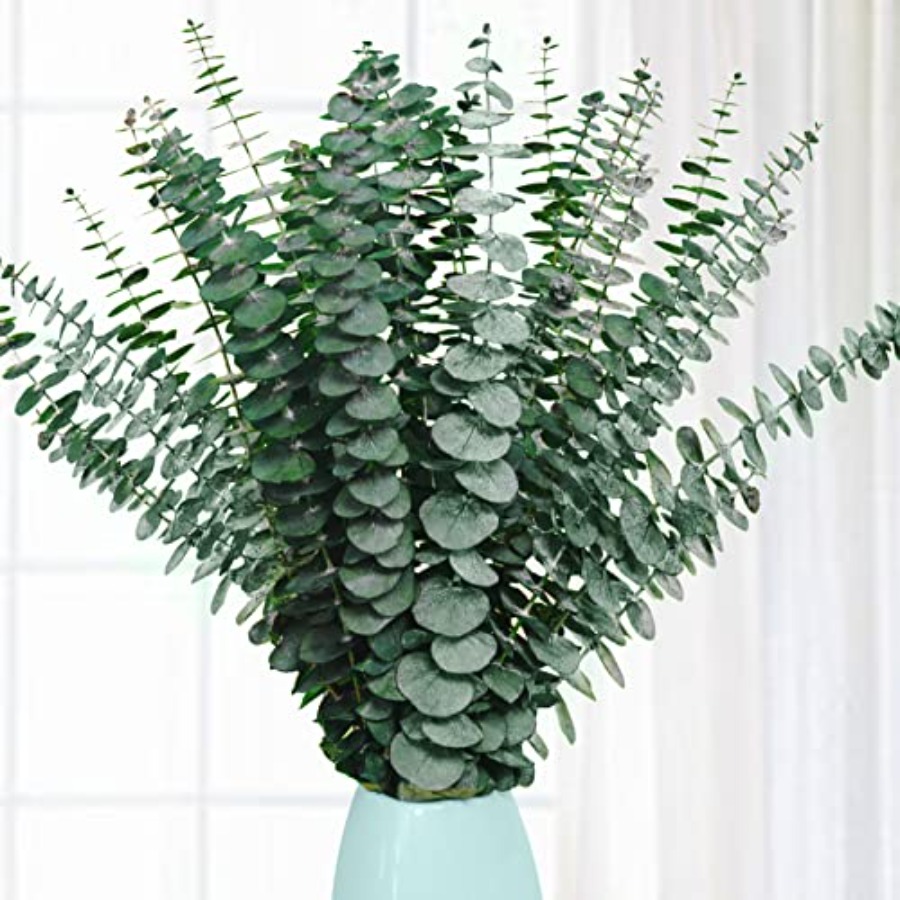20 stuks geconserveerde gedroo - Eucalyptus Preserved recensie en prijs