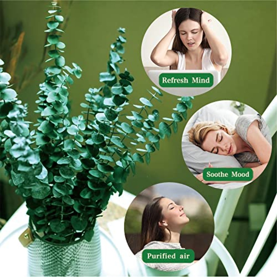 20 stuks geconserveerde gedroo - Eucalyptus Preserved recensie en prijs